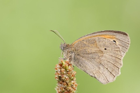 Meadow brown (Maniola jurtina), North Rhine-Westphalia, Germany, Europe