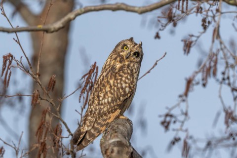 Short-eared owl (Asio flameus) sitting on a branch. Bas Rhin, Alsace, France, Europe