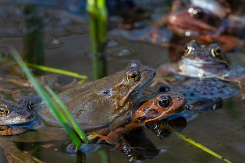 European common brown frogs (Rana temporaria) in amplexus gathering in pond among frogspawn during