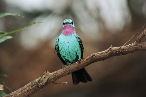 Spangled cotinga (Cotinga cayana), male, captive, occurring in South America