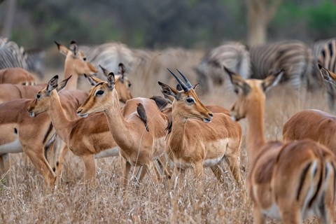 Herd of impala (Aepyceros melampus) in tall grass, black heeler antelope, Kruger National Park,