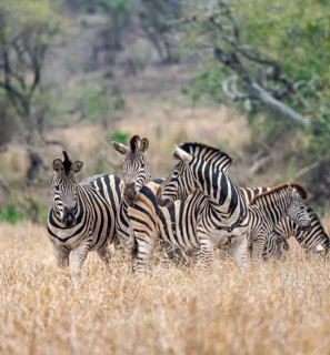 Plains zebras (Equus quagga), group in tall grass, Kruger National Park, South Africa, Africa