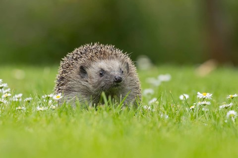 European hedgehog (Erinaceus europaeus) adult animal on a garden grass lawn with flowering daisy