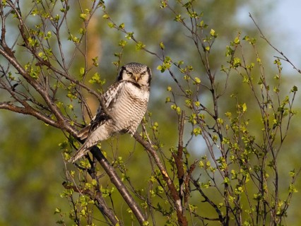 Hawk Owl (Surnia ulula), adult male, perched in a Hairy Birch tree (Betula pubescens), May, Finnish