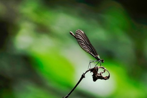 Dragonfly on a branch, July, Germany, Europe