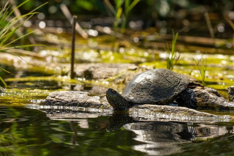 European pond turtle (Emys orbicularis), female, sunbathing, tree trunk, water, Lower Austria