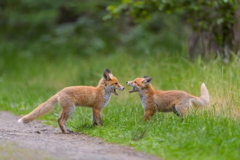 Red fox (Vulpes vulpes), two young foxes playing and practising fighting with each other, summer,