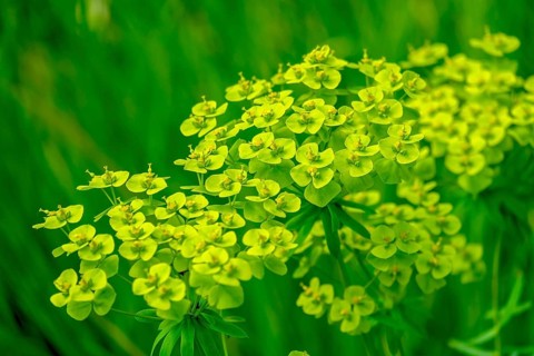 Cypress spurge (Euphorbia cyparissias), Münsterland, North Rhine-Westphalia, Germany, Europe