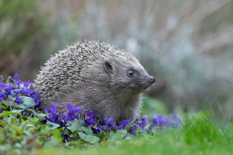 European hedgehog (Erinaceus europaeus) adult animal on flowering garden violet plants in the