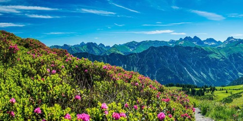 Alpine rose blossom, panorama of the Fellhorn, behind it the Allgäu Alps, Allgäu, Bavaria, Germany,