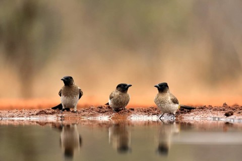 Grey bulbul (Pycnonotus barbatus), adult, group, three birds, at the water, Kruger National Park,