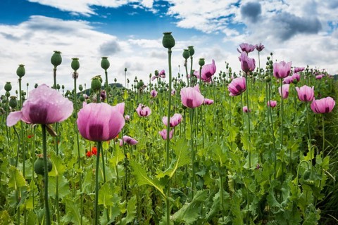 Opium poppy (Papaver somniferum), opium poppy field, Erlenbach, near Heilbronn, Baden-Württemberg,