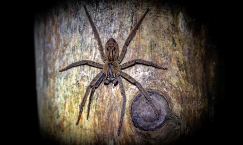 Getazi comb spider or Getazi banana spider (Cupiennius tazi), sitting on a blue tree trunk at