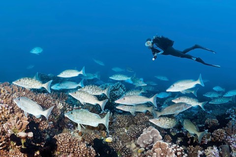 Diver observing shoal of big-headed snappers (Lethrinus olivaceus), Tuamotu Archipelago, French