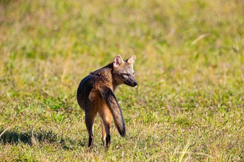 South American forest fox (Cerdocyon thous) Pantanal Brazil