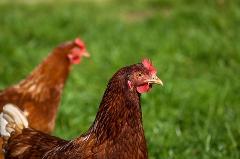 Wesel, North Rhine-Westphalia, Germany, Free-range organic chickens in a meadow in front of a