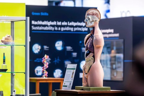 Human body model with muscles and organs for biology lessons. Scientific teaching aid from Hedinger