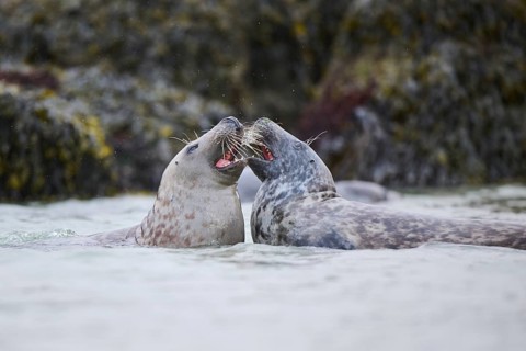 Grey seal (Halichoerus grypus) playing with each other in the water, sea, Düne, Helgoland,