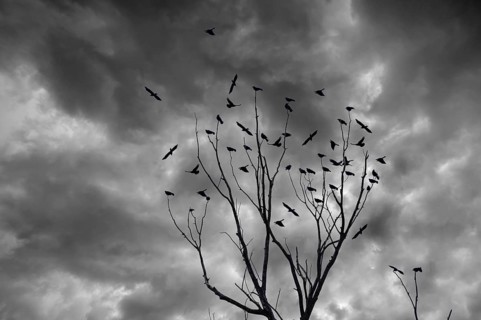 Raven crows (Corvus corone) sitting on a bare treetop, rain clouds, Bavaria, Germany, Europe
