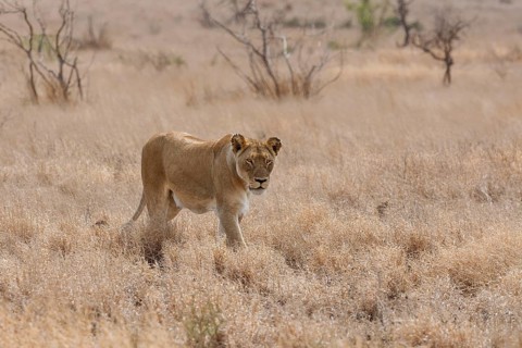 African lion (Panthera leo melanochaita), lioness, adult female walking in dry grass, savanna,