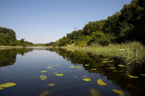 Alluvial forest, water, bank, reeds, pond lilies, leaves, Lower Austria