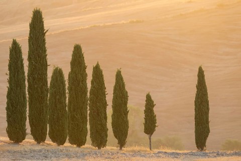 Cypress tres in a typical Tuscan landscape in Val d'Orcia with hills at sunrise in summer, Tuscany,
