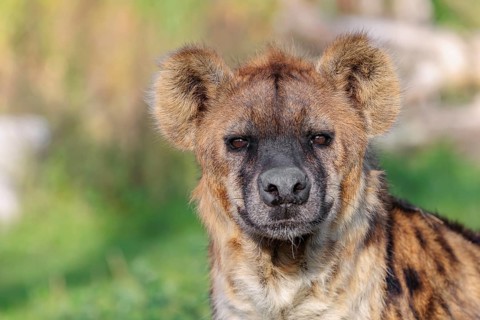 Portrait of a Spotted Hyena (Crocuta crocuta), or Laughing Hyena in beautiful light