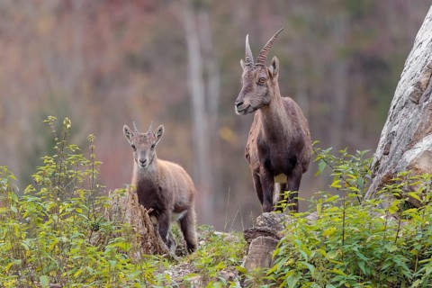 A female and a young ibex (Capra ibex) standing on a cloudy day on a green meadow on top of a hill.