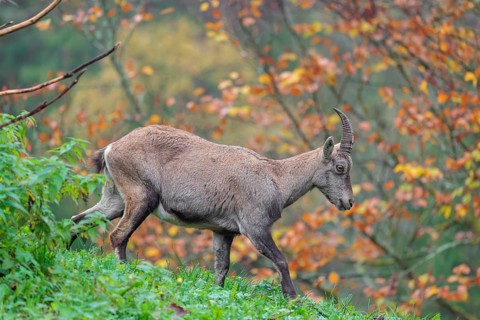 A female ibex (Capra ibex) walks down a hill on a green meadow on a cloudy day. A forest in autumn
