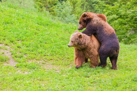 A young male Eurasian brown bear (Ursus arctos arctos) and a much older female mate (sort of) at