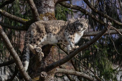 One adult snow leopard (Panthera uncia) standing high up in a tree, watching something in the