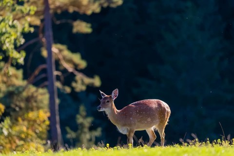One female Manchurian sika deer or Dybowski's sika deer (Cervus nippon mantchuricus or Cervus