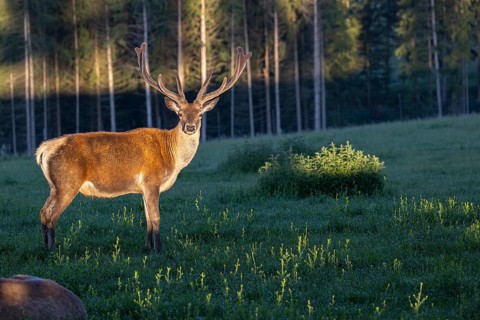 One Altai maral stag, Altai wapiti or Altai elk (Cervus canadensis sibiricus) standing on a meadow