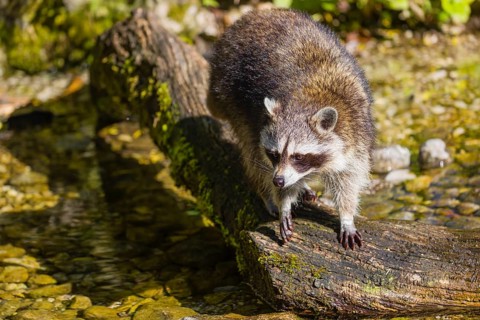One adult Raccoon (Procyon lotor), stands in the shallow water of a creek and looks for food