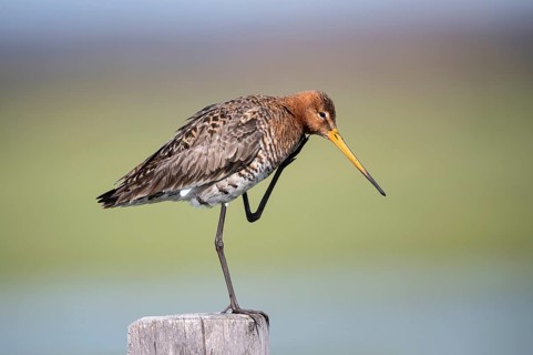Black-tailed godwit (Limosa limosa), preening itself, plumage care, Ochsenmoor, Dümmer, Lemförde,