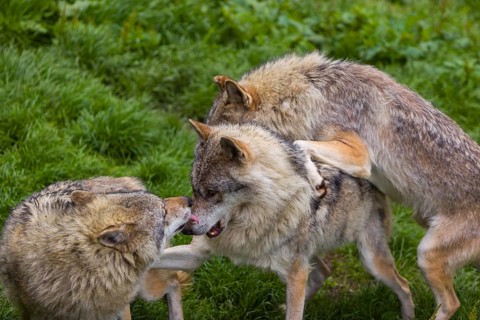 Three adult male eurasian gray wolves (Canis lupus lupus), social behaviour, dominance