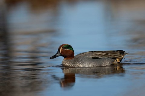 Teal, Creeping Teal or Quail Duck (Anas crecca), Sweden, Europe