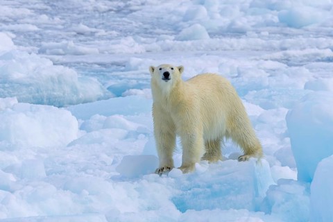 Lone polar bear (Ursus maritimus) hunting on pack ice, picking up scent of prey in the Arctic Ocean