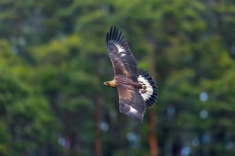 European golden eagle (Aquila chrysaetos chrysaetos) juvenile flying past pine forest in winter