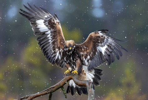 European golden eagle (Aquila chrysaetos chrysaetos) juvenile landing on branch in moorland,