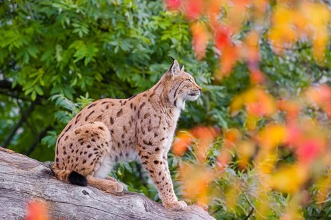 One Eurasian lynx (Lynx lynx) sits on a sloping dead tree, hidden behind autumn leaves