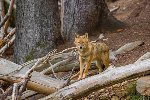 One golden jackal (Canis aureus)stands on the forest floor between fallen trees