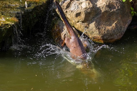 A giant otter or giant river otter (Pteronura brasiliensis) jumps down into the river from a mossy
