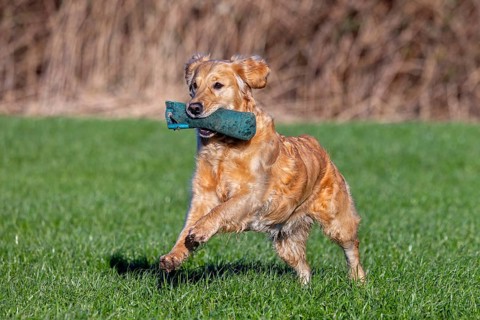 Golden retriever, gun dog running and fetching training dummy in field