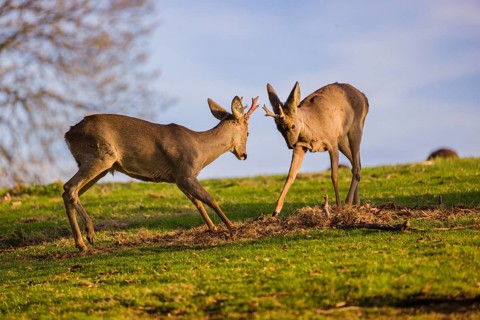A roebuck (Capreolus capreolus) sweeps his antlers on the ground, a second roebuck is grazing