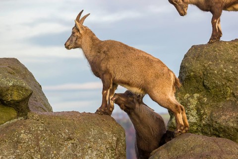 Two ibex (Capra ibex), a male and a female, stand on a rock. The male shows some flehming and