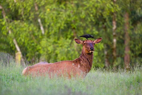A female wapiti (Cervus canadensis) rests in a green meadow in the early morning. A western jackdaw