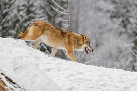 A young grey wolf (Canis lupus lupus) runs across the sloping, snow-covered meadow at the edge of a