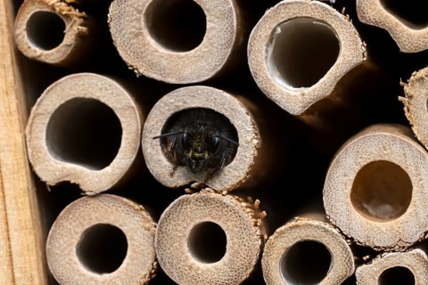Horned mason bee (Osmia cornuta), looking out of its nesting tube, insect hotel, Oberhausen, Ruhr