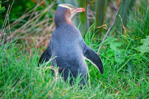 Yellow-eyed Penguin (Megadyptes antipodes), Otago Region, South Island, New Zealand, Oceania